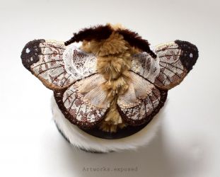 Lace Moth 1
